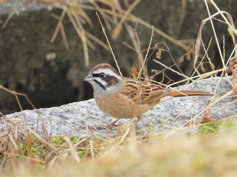 鳥 庭|庭に来る鳥の名前を調べる